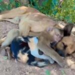 Bruna Lombardi Instagram – Amigo é que a gente escolhe, não importam as diferenças…

#redefelicidade
#animais
#amizade
#amor