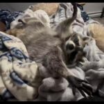 Bruna Lombardi Instagram – Quem mais queria uma segunda feira assim? rsrsrs

@ginkgotheraccoon

#FunnyPet 
#CutePet 
#Monday 
#spiritanimal