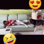 Bruna Lombardi Instagram - Esse lugar é meu!!!! Que delicia, gente!!! #amor #carinho #dogs