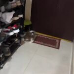 Bruna Lombardi Instagram - Eu também preciso ter as minhas coisas... Via: @pawfectmoments_coco #redefelicidade #animals #dog #cute