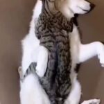 Bruna Lombardi Instagram - Ah, como eu queria grudar nesses dois... #animals #cat #dog #love