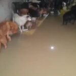 Bruna Lombardi Instagram - Amados, muitos animais estão sendo resgatados. Vamos ajudar a todos que estão sendo afetados pelas enchentes. Compartilhe, e se puder, doe.⠀ ⠀ Vídeos: @kayannebraga @brumolz @deisefalci @irmaos.da.greta @ratinho_junior @gzhdigital
