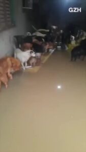 Bruna Lombardi Instagram - Amados, muitos animais estão sendo resgatados. Vamos ajudar a todos que estão sendo afetados pelas enchentes. Compartilhe, e se puder, doe.⠀ ⠀ Vídeos: @kayannebraga @brumolz @deisefalci @irmaos.da.greta @ratinho_junior @gzhdigital