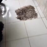 Bruna Lombardi Instagram – Adoro quando ela fala deixa eu ver e a cara dele pedindo por favor… nada melhor que criança que adora bicho, né gente? 
Só energia boa pra quem faz isso ❤️❤️

#redefelicidade
#animais #gato
#carinho #amor