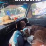 Bruna Lombardi Instagram – Acorda pra cantar!!! Bom dia, amados!

#redefelicidade
#animais 
#cachorro
#música