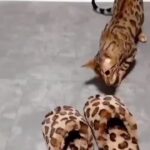 Bruna Lombardi Instagram – Nem tudo o que parece é.
Via: @bengalcats.ukraine

#aparencia
#pontodevista
#impressao
#cats