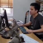 Bruna Lombardi Instagram - Tô só vendo se você trabalha direito... #trabalho #cats #atençao #companhia