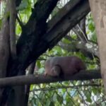 Bruna Lombardi Instagram – Bichinhos se amam… em qualquer circunstância.

#love
#carinho
#birds
#natureza