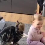 Bruna Lombardi Instagram – Gente e esse cabelo? 

#cute
#babies
#catslove
#fofura