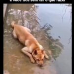 Bruna Lombardi Instagram – Existe isso, gente? rsrsrs

#caramelo 
#caocaramelo 
#pet 
#cachorro