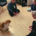 Bruna Lombardi Instagram – Parceiros de jogo…

#redefelicidade
#animais #gato