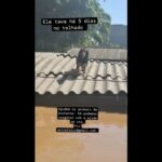 Bruna Lombardi Instagram - Gente, vamos seguir ajudando o nosso RS! A @deisefalci está fazendo um trabalho de super heroína! Ela já resgatou mais de 700 animais… em condições surreais e ela não desiste! Os bichos muitas vezes acabam sendo deixados pra trás ou se perdem e precisam muito da nossa ajuda ❤️ Quem puder doar algo, doe. A ajuda de cada um de nós faz uma diferença gigante! Deise Falci de Castro PIX: deisefalci@gmail.com