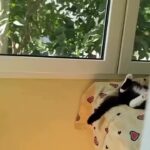 Bruna Lombardi Instagram – Domingo, amados, e a gente tá como?

DM for credit
#redefelicidade
#animals #cat