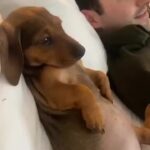 Bruna Lombardi Instagram – Ele adora sentar confortável e assistir séries. E você qual seu programa favorito de domingo?

#redefelicidade
#animals 
#dog