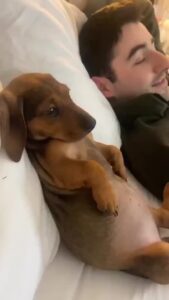 Bruna Lombardi Instagram - Ele adora sentar confortável e assistir séries. E você qual seu programa favorito de domingo? #redefelicidade #animals #dog