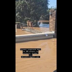Bruna Lombardi Instagram - Gente, vamos seguir ajudando o nosso RS! A @deisefalci está fazendo um trabalho de super heroína! Ela já resgatou mais de 700 animais… em condições surreais e ela não desiste! Os bichos muitas vezes acabam sendo deixados pra trás ou se perdem e precisam muito da nossa ajuda ❤️ Quem puder doar algo, doe. A ajuda de cada um de nós faz uma diferença gigante!

Deise Falci de Castro
PIX: deisefalci@gmail.com