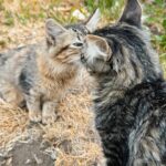 Bruna Vieira Instagram - Descobri a cura da alergia e ela consiste em levar todos os gatos da viagem pra minha casa