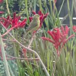 Busy Philipps Instagram - WHAT KIND OF BIRD IS THIS IN EMILY’S FRONT YARD?! (in Los Angeles)