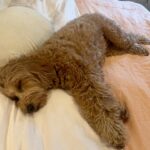 Busy Philipps Instagram – To be fair, most of the time when i post a question on any social media, someone tells me it’s probably perimenopause. JUST GLAD THIS TIME IT WAS UNDENIABLY NOT🤷♀️ Anyway, after all the excitement, Gina spent the rest of the day EXHAUSTED. Wild(end of) times to be alive!