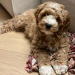 Élodie Fontan Instagram - Je vous présente Teddy et sa petite bouille d’amour 🥰🤩🐶♥️
