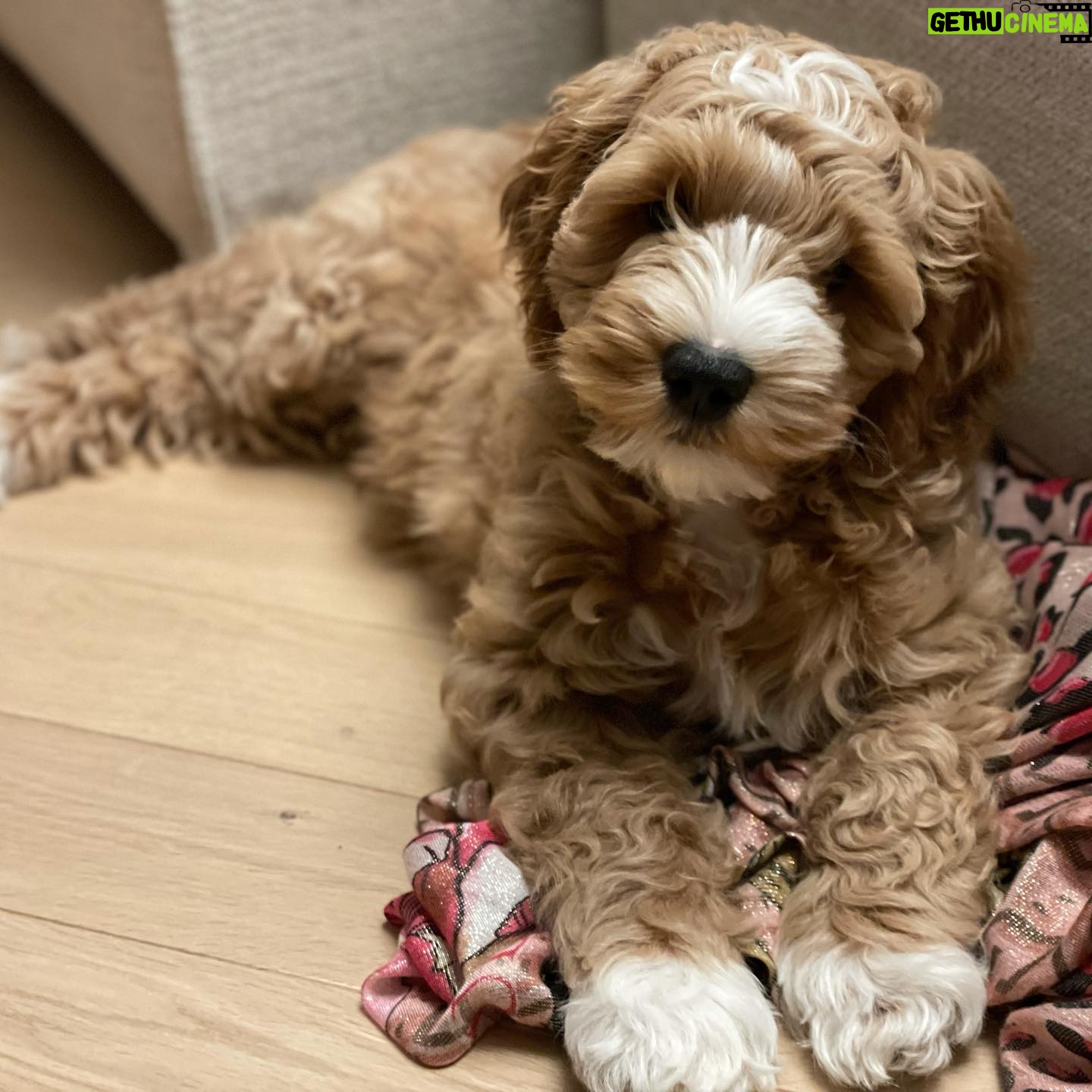 Élodie Fontan Instagram - Je vous présente Teddy et sa petite bouille d’amour 🥰🤩🐶♥️