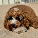 Élodie Fontan Instagram - Teddy en week end … 🐶🥳😎🍹🏰⛱️🌅🫏💖🏊🏻‍♂️🌞💐 #QuelleVieDeChien @chateau_daudrieu 🥰