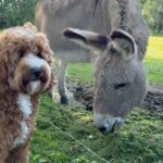 Élodie Fontan Instagram - Teddy en week end … 🐶🥳😎🍹🏰⛱️🌅🫏💖🏊🏻‍♂️🌞💐 #QuelleVieDeChien @chateau_daudrieu 🥰