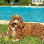 Élodie Fontan Instagram - Teddy en week end … 🐶🥳😎🍹🏰⛱️🌅🫏💖🏊🏻‍♂️🌞💐 #QuelleVieDeChien @chateau_daudrieu 🥰