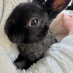 Élodie Gossuin Instagram - 3𝓮̀𝓶𝓮 𝓹𝓪𝓲𝓻𝓮 𝓭𝓮 𝓳𝓾𝓶𝓮𝓪𝓾𝔁 🥰🐰🐰 On a adopté des lapins de Pâques Pac & Man 😂❤️ Si vous leur donniez un prénom ? 😍 { Joséphine & Léonard les ont baptisés Hoppi et Hippo } 🌻 Adoption à la ferme @jardinshautefontaine . Merci à vous et 🙌 pour l’agriculture que vous représentez si bien