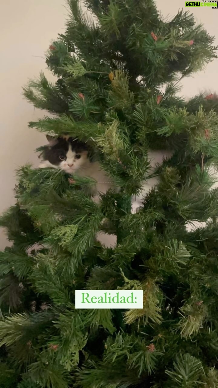 Érika Villalobos Instagram - Me preguntaba cómo decorar mi árbol de Navidad ¿con bolitas? ¿con nieve? ¿guirnaldas? ¿renos? Nooooooo Mira la última tendencia en decoración navideña. 🐈 ¡Decoración con gatos! #SopitaCalicó #GataTricolor