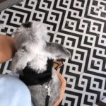 Öykü Serter Instagram - 🐾 pawsengers 🐾 #endofsummer#kids ❤︎