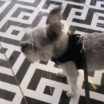 Öykü Serter Instagram - 🐾 pawsengers 🐾 #endofsummer#kids ❤︎
