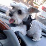 Öykü Serter Instagram - 🐾 pawsengers 🐾 #endofsummer#kids ❤︎