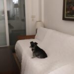 Öykü Serter Instagram - 🐾 pawsengers 🐾 #endofsummer#kids ❤︎