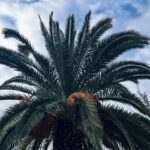 Özge Törer Instagram - 🌴