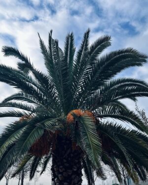 Özge Törer Instagram - 🌴