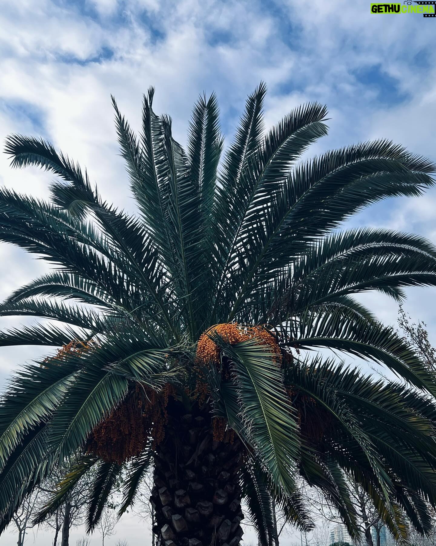 Özge Törer - 353.2K Likes - 🌴
