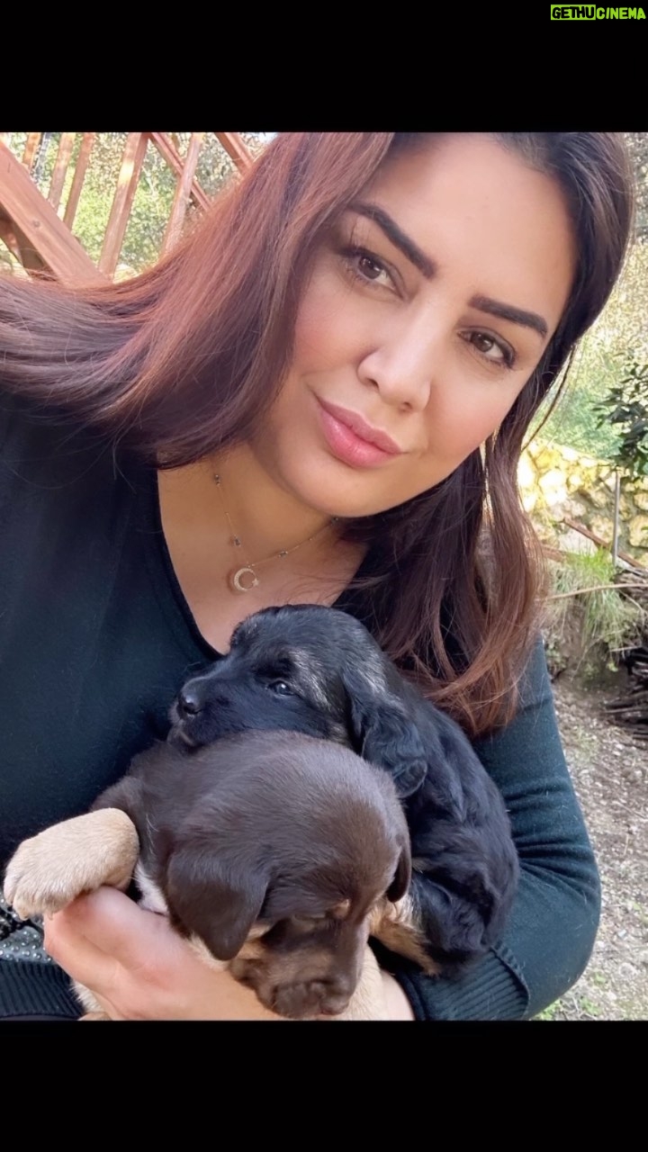 Özlem Balcı Instagram - Allah Kur’an’da hayvanlara merhameti de emretmiştir. Sokaktan sahiplendiğimiz köpeğimiz bize sürpriz yaptı ve bebeklerimiz oldu. Başımızın üstünde yeri var… Rabbimin sessiz kullarına yuva olmak rızkımızı paylaşmak dünyanın en güzel terapisi🤲🧿🧿🤲