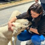 Özlem Balcı Instagram - Sokakta yaşayan tüm canlıların yalnızlığını hissedip; sahipsiz olan sessiz kulların sesi olacağıma ve hayvan haklarını savunacağıma SÖZ VERİYORUM! #muğlanınözlemi #mhp #yörükkızı #sözveriyorum #sokakhayvanları #elelemeclise #hayditürkiye #sırasende 🇹🇷🇹🇷🇹🇷