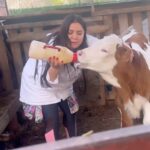 Özlem Balcı Instagram – Sarı buzağı ile mesaimiz🧿💜