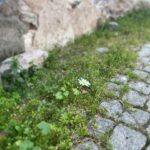 İclal Aydın Instagram - Papatyaya bak sen… Kendi kendine büyüyor işte… Geçen hafta yalıda çekim yaparken bebek bir yunus gördüm denizde. Turuncu dubayla kendi kendine oyun oynuyordu. Hoplayıp zıplamasını, burnuyla dubayı devirmeye çalışmasını ilk gördüğümde sevinçli küçük bir çığlık çıktı ağzımdan. Hepimiz sessiz bir tebessümle izledik küçük oynununu. Sonra gözden kayboldu. Annemi gördüm rüyamda o gece. Gençti. İyi bir duyguyla uyandım. Neredeyse hiç uyuyamadığım son haftaların boyun ve sırt ağrılarını unuttuğum nadir kısa mutlu anlarından biriydi. Annemin öldüğü gün.. Son yolculuğuna hazırlanmasını gasilhanede beklerken yavru bir kediye takılmıştı gözüm. Dışarıda lapa lap kar vardı. Kardeşim annemin yanındaydı. Yavru kedi peçeteden bir topla oynuyordu. Neşeyle yuvarlanıyor, yorulmadan patiliyordu topunu. Kardeşim çıktı kapıdan ağlayarak. Annemin bir tabutla çıkacağı son sefer için beklerken hayat bir yavru kedinin minik burnuyla ittirdiği kağıttan bir mendil gibi dönüp duruyordu işte… Denizdeki turuncu duba gibi. Bir süredir tuhaf oldum. Ağlamam gerekirken hiç ağlamıyorum. Sonra olmadık yerde minicik bir sebeple başlıyorum ağlamaya ve hiç susmuyorum. Susamıyorum. Bütün gün ve gece sürüyor. Günler geçiyor. Çekim yapıyor, çalışıyor, uyuyor, uyanıyoruz. İtiraz ediyoruz. Öfkeleniyoruz. Beziyoruz. Hayat işte akıp gidiyor şimdilik… Üç Kız Kardeş devam ediyor. Çiçekler açıyor. Birinci olmuşuz som iki hafta da, birbirimize bakıp devam ediyoruz çalışmaya. Unutur musun, unutur muyum, unutulur mu bilmiyorum… Belki alışılıyor. Hiç alışılmayacak şeyler var. Eskimeyen kederler mesela. Her yerde çıkabiliyor karşına. O gün çektiğimiz sahne içinde bir şarkı söylüyordu Türkan: Fikrimin İnce Gülü… İşte eskimeyen kederlerden biri daha.. Annemin şarkıları. “Müzeyyen hanım öldü değil mi?” sorusu.. “Hepimiz öleceğiz bir gün. Hayat bize verdiği her şeyi geri alıyor”deyip pencereye dönüşü… Ben bunları yazarken gün ağardı, sabah oldu. İyi pazarlar hepinize… Olabildiği kadar iyi olsun inşallah… Hayat sürdüğü sürece anlam bulsun.