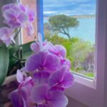 İclal Aydın Instagram - Hoşçakal Mavi Panjurlu Ev💙 Seni gördüğüm ilk an çok sevmiştim, biliyorsun. İkimizi çok benzetirdi insanlar anımsıyor musun? “Bu ev aynı sen, sen tıpkı bu evsin” derdi görenler… Ayvalık’ta hayatımın en mutlu ve mutsuz, en sevinçli ve üzgün, en başarılı ve yenik hissettiğim günlerinin ortağı oldun. Balkonun, terasın, pencerelerin, odaların şahane arkadaşlarımın sesleriyle, gülüşleriyle doldu. Üç Kız Kardeş’i hayal ederek yazdığım yerden el ettin bana. Kalbini, kapını açtın. Kısa zamanda çok şey yaşadık birlikte. Hayatımda bir devir daha bitti ve sen buna sessizce eşlik ettin... şimdi seni yeni konuklarına bırakıyorum. Onlara da bana verdiğin eşsiz sabahları, günleri, geceleri göstereceksin biliyorum. Sesini dinlet. Bizi anlat. Buradan şahane çocuklar geçti, ve onlar “bir devir muhteşemdiler” de… Ben seni hiç unutmayacağım. Sen de beni unutma. Evimden ayrılmak zor ama.. Daha da zoru bu veda sanırım.. Hoşçakal Ayvalık. Bana verdiğin, kattığın her şey için sana hep minnettarım… Gerçekten uğurlu bir yuva oldun…💙