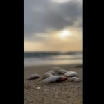 Şeyma Korkmaz Instagram - Büyük sınavlardan geçiyoruz! Poşetlere koyulan havasız bırakılan kediler, kürekle öldürülen köpekler, yangınlar, küçük yaşta evlendirilen kız çocukları, öldürülen kadınlar… neler oluyor böyle? Ne acayip şeyler duyar, yaşar olduk! İnsanın aklı almıyor. Biraz olsun huzur bulmaya çalışmak, yaşadığını hissetmek için iki ara bir dere güzel an’lar yaşamaya çalışmak. Becerebilirsen… Gece kafamı yastığa koyduğumda hep bir şeyleri eksik yaptığımı hissetmem ne fena.