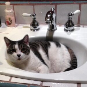Caitríona Balfe Instagram - It’s with a heavy heart that I share that I’ve had to say goodbye to my little love Eddie. She has been my constant companion for 17 years ... from NY to LA and the Glasgow. She had the greatest personality. Converted many a “I don’t like cats” person, she loved people, sleep and food ... she could always find the warmest spot in the house and loved to sunbathe. I will be forever grateful for the years I got to share with her .. and a huge thanks you to her many sitters who showered her with love, Jess, Marnie, Simon .. and everyone else who loved her ... I hope she’s resting somewhere great with all the Pho or Indian food she can eat ... (the girl loved a curry!!) 💔💔💔💔