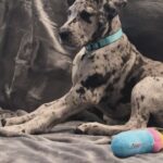 Caity Lotz Instagram - Axes and Puppies 🐶 Milu is our friend’s new Great Dane baby. She gunna be a big girl and Pennys new bff
