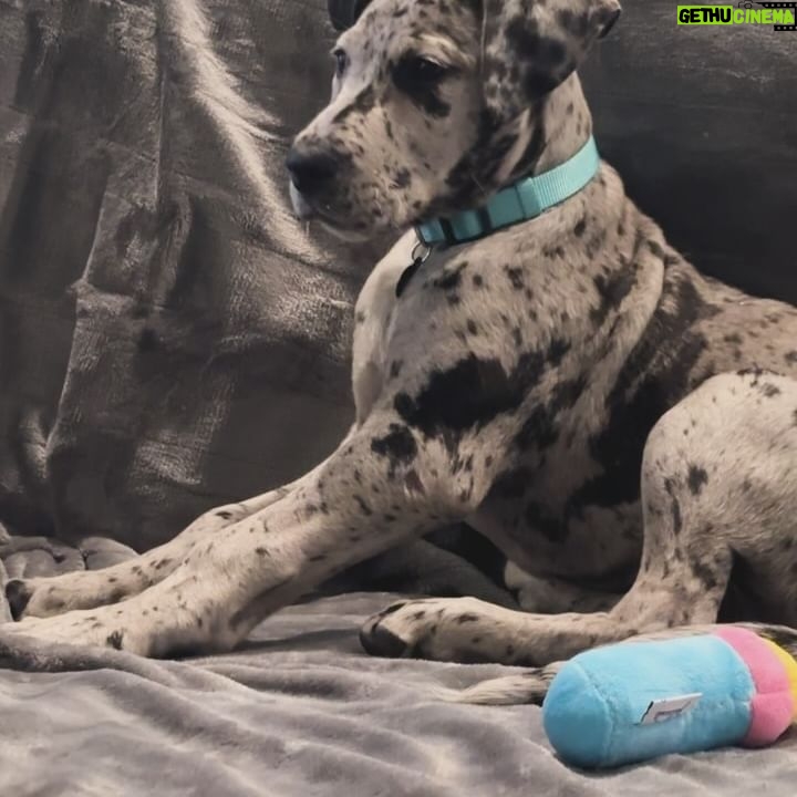 Caity Lotz Instagram - Axes and Puppies š¶ Milu is our friendās new Great Dane baby. She gunna be a big girl and Pennys new bff
