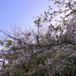 Camila Queiroz Instagram - 🌸 Sakura season 🌸