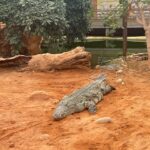 Camille Froment Instagram – Visite de la ferme aux crocodiles avec ma princesse aujdh c’était trop bien !! 🐊🐍💚