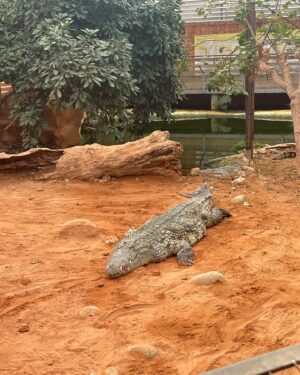 Camille Froment Instagram - Visite de la ferme aux crocodiles avec ma princesse aujdh c’était trop bien !! 🐊🐍💚