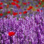 Cansu Dere Instagram –